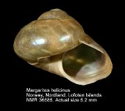 Margarites helicinus